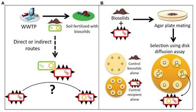 Biosolids as a Source of Antibiotic Resistance Plasmids for Commensal and Pathogenic Bacteria